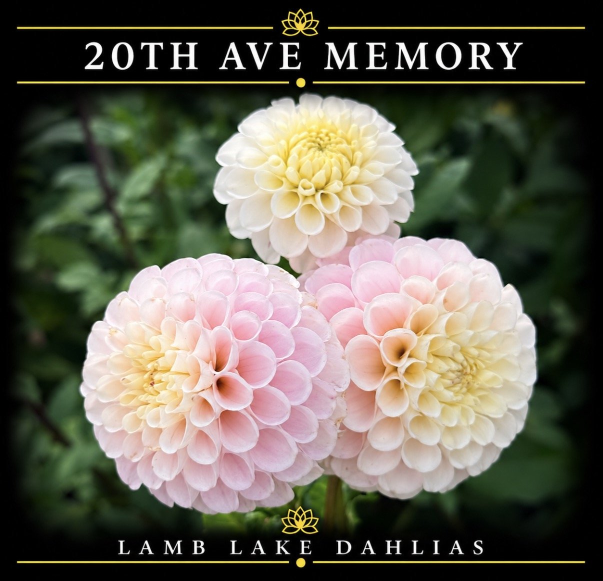 20th Ave Memory dahlia