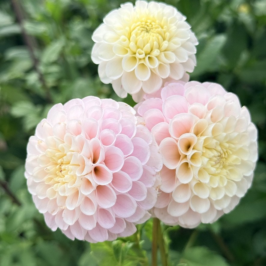 20th Ave Memory dahlia blooms