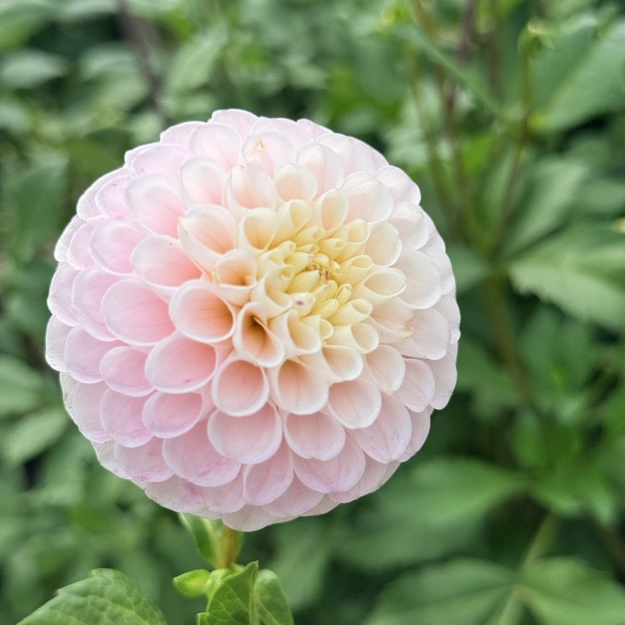 20th Ave Memory dahlia single bloom