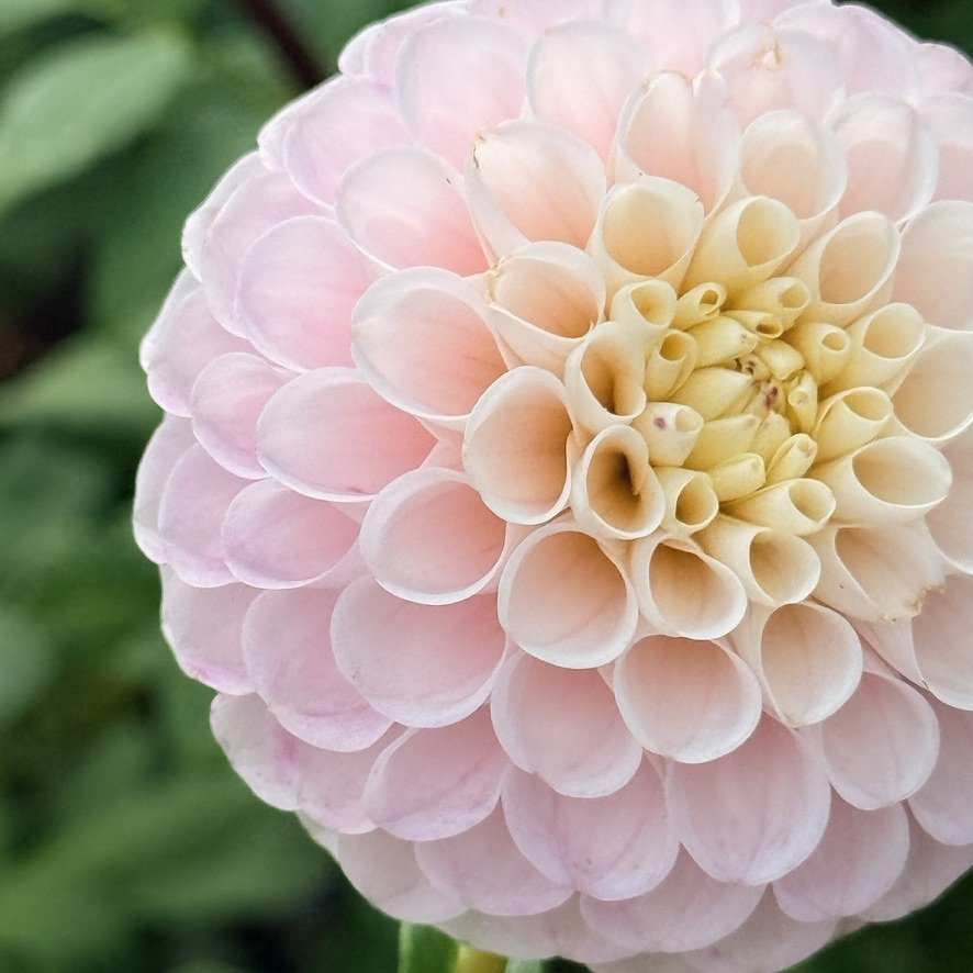 20th Ave Memory dahlia close-up