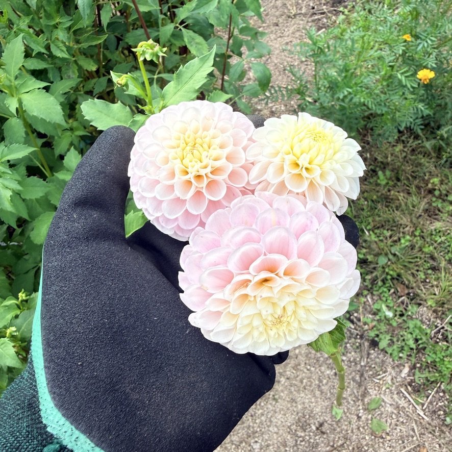 20th Ave Memory dahlia in hand
