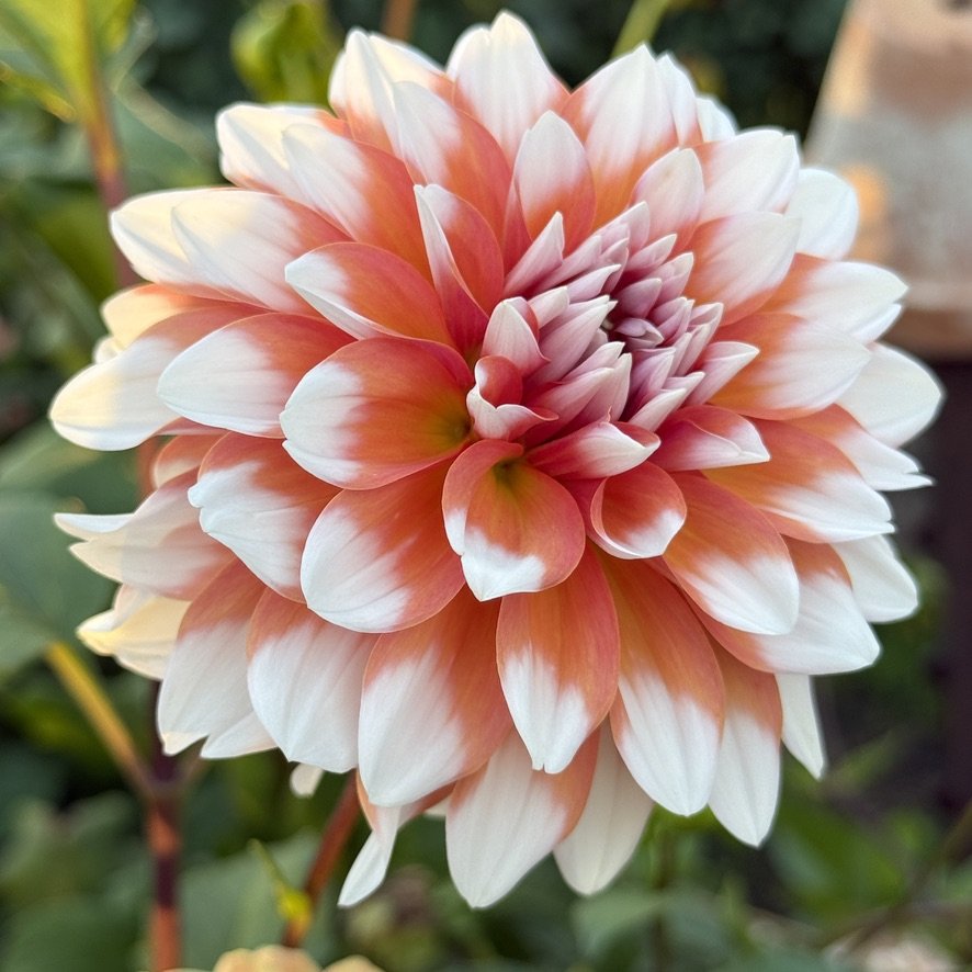 A La Mode dahlia