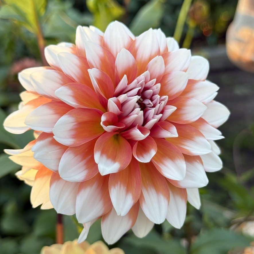 A La Mode dahlia