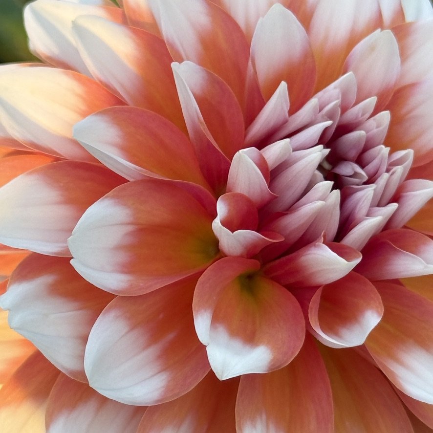 A La Mode dahlia close-up