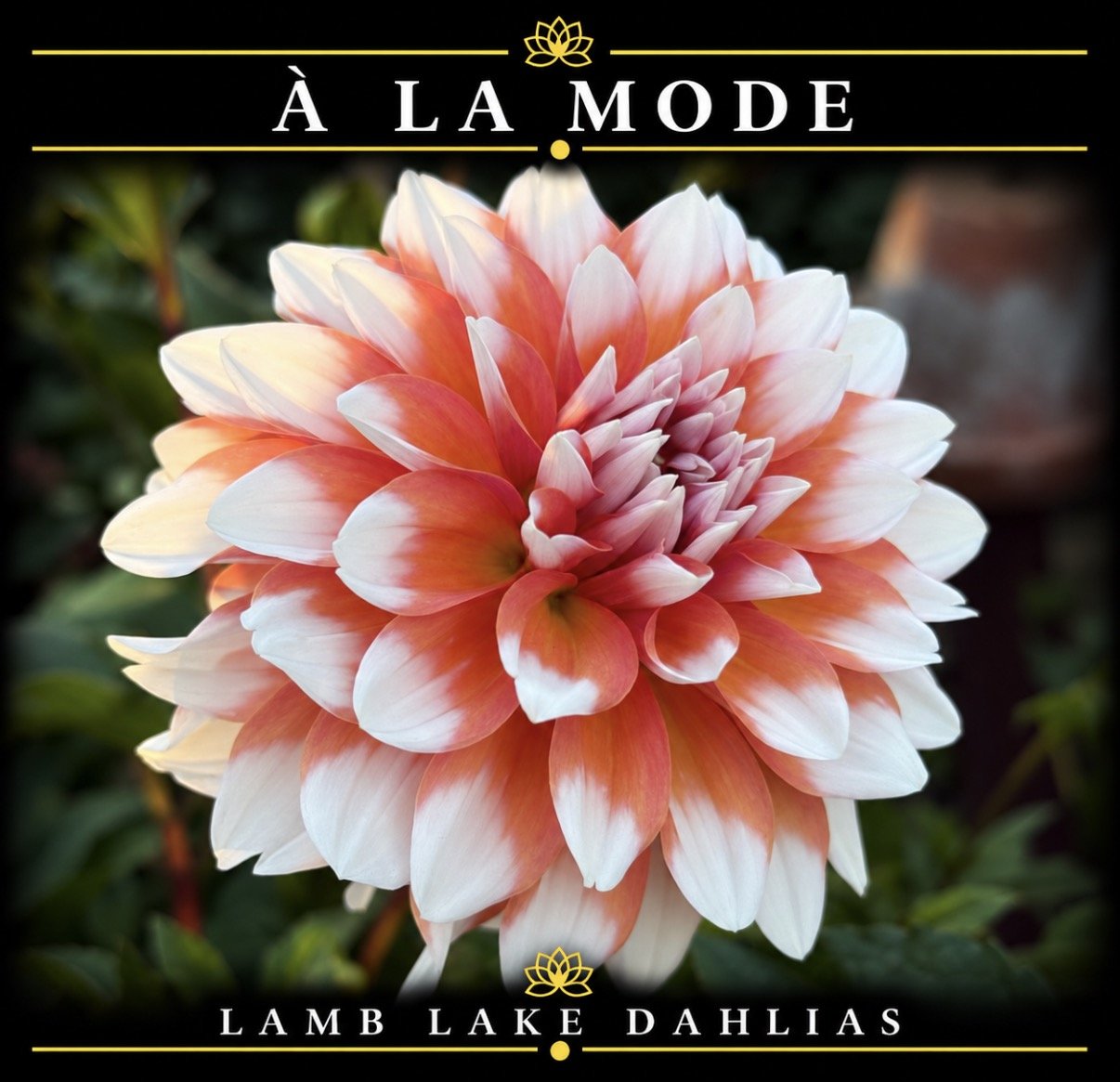 A La Mode dahlia