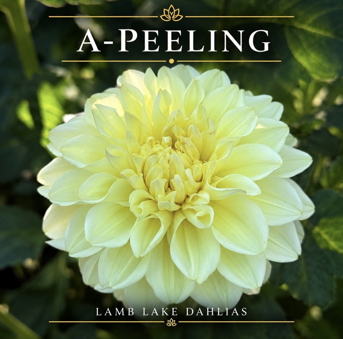 A-Peeling dahlia