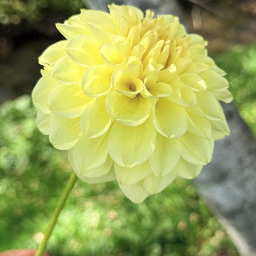 A-Peeling dahlia on the stem