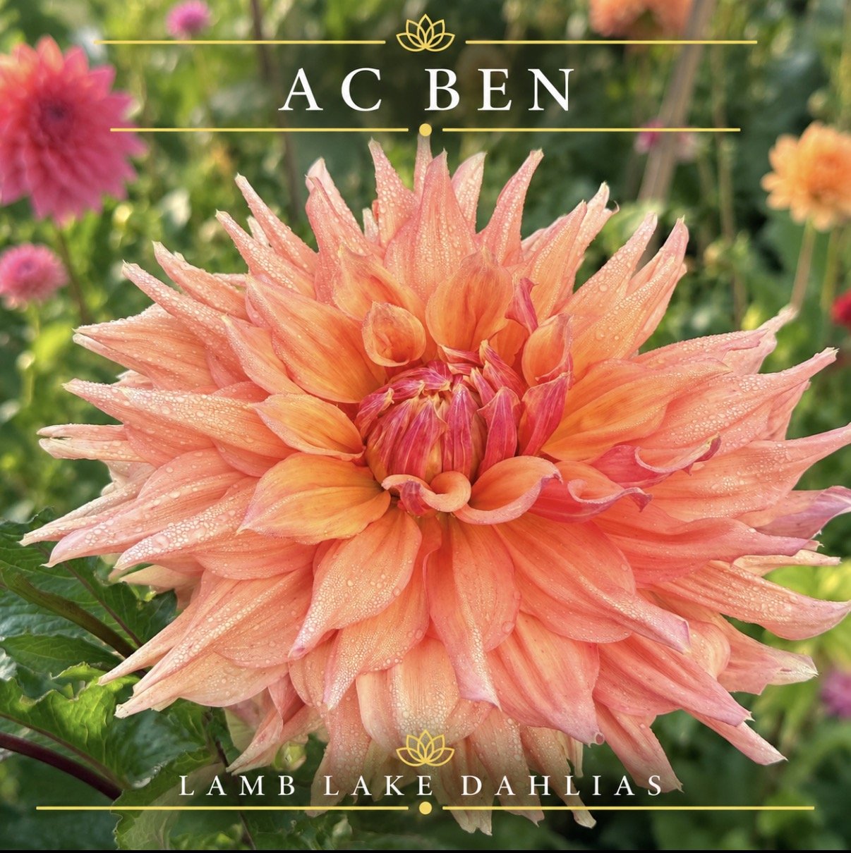 AC Ben dahlia