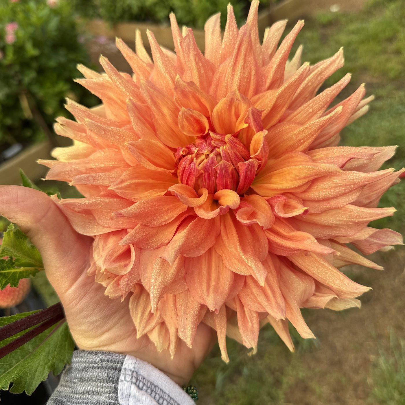 AC Ben dahlia in hand