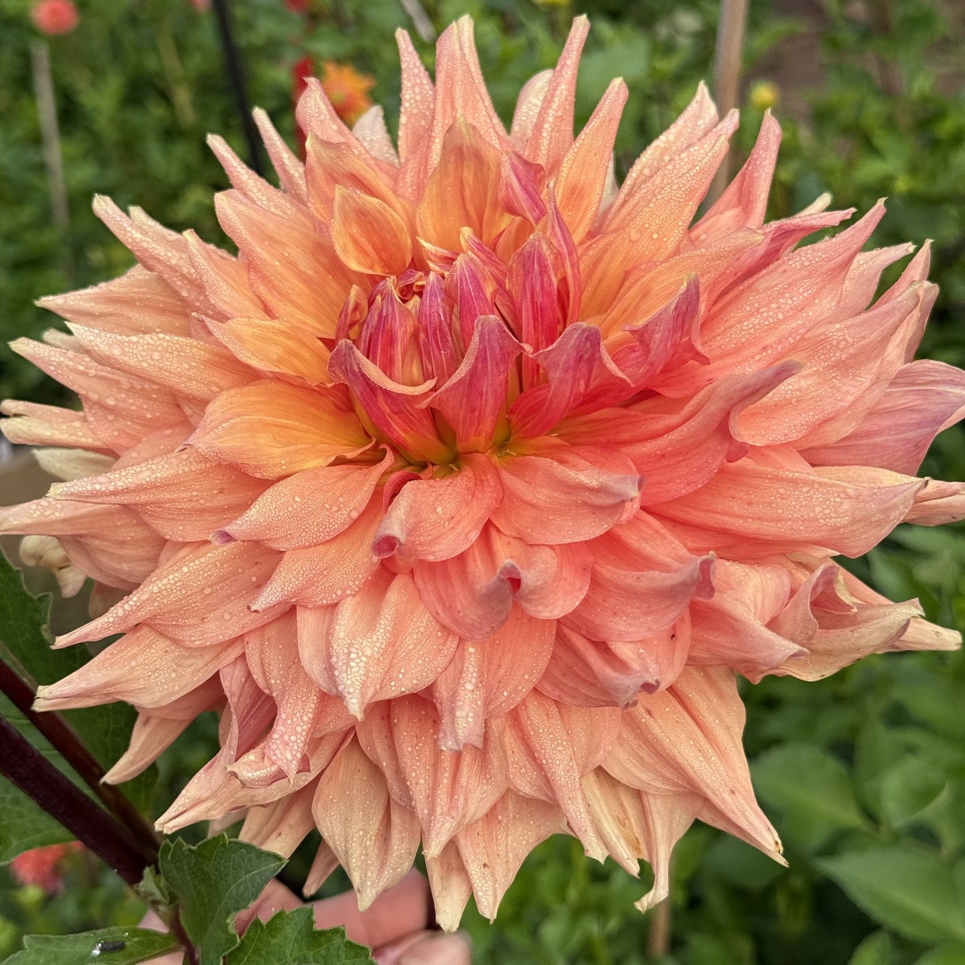 AC Ben dahlia on the plant