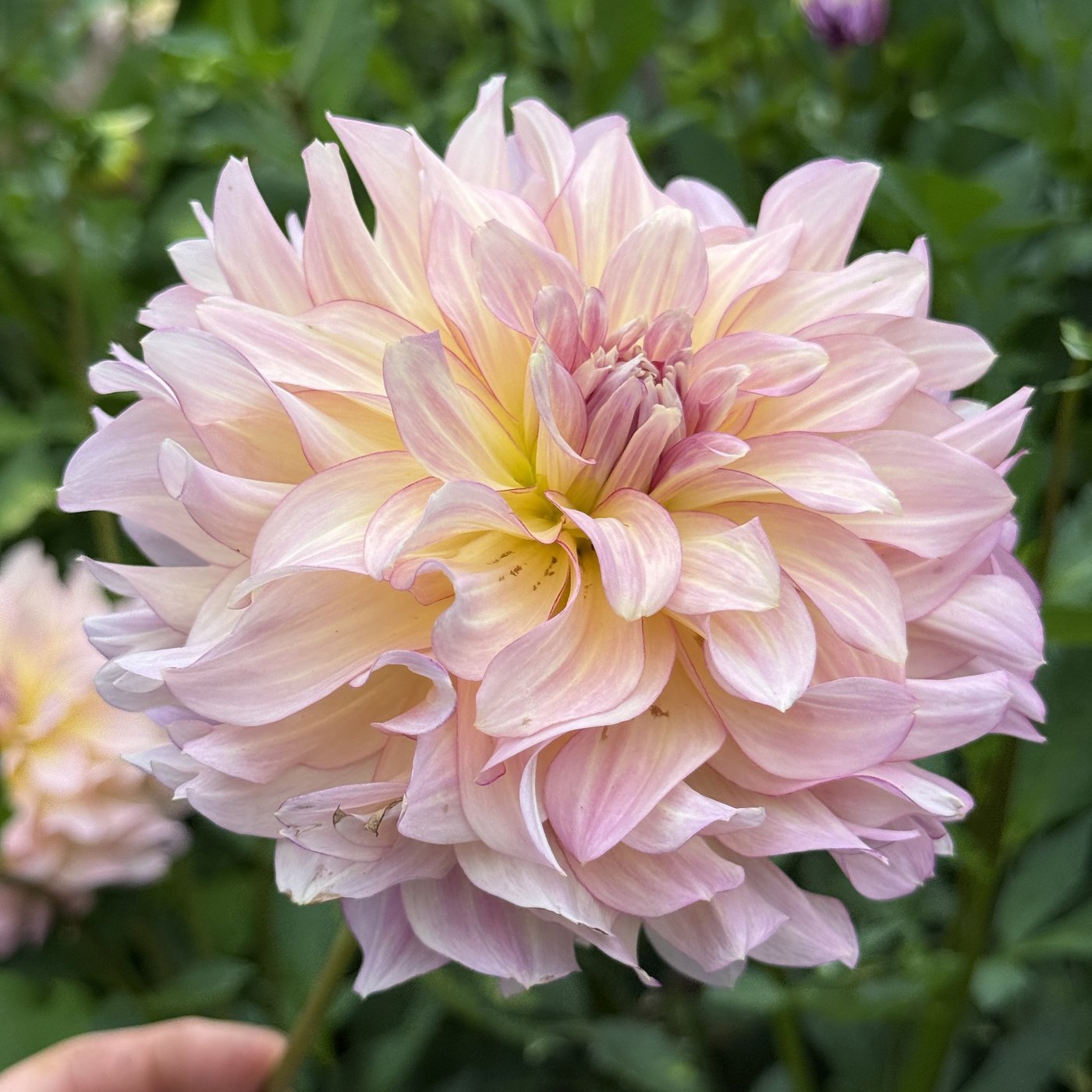AC Twisp dahlia