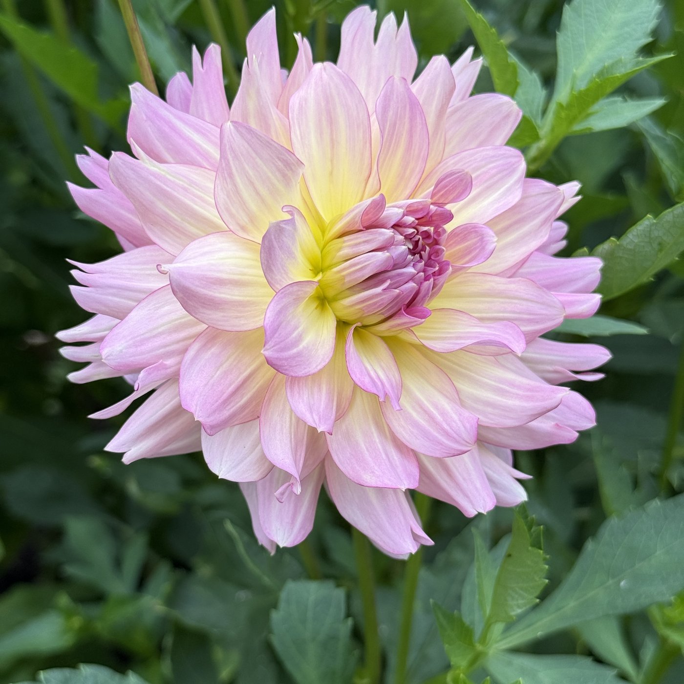 AC Twisp dahlia