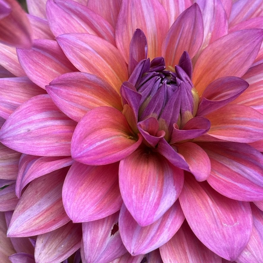 American Dawn dahlia