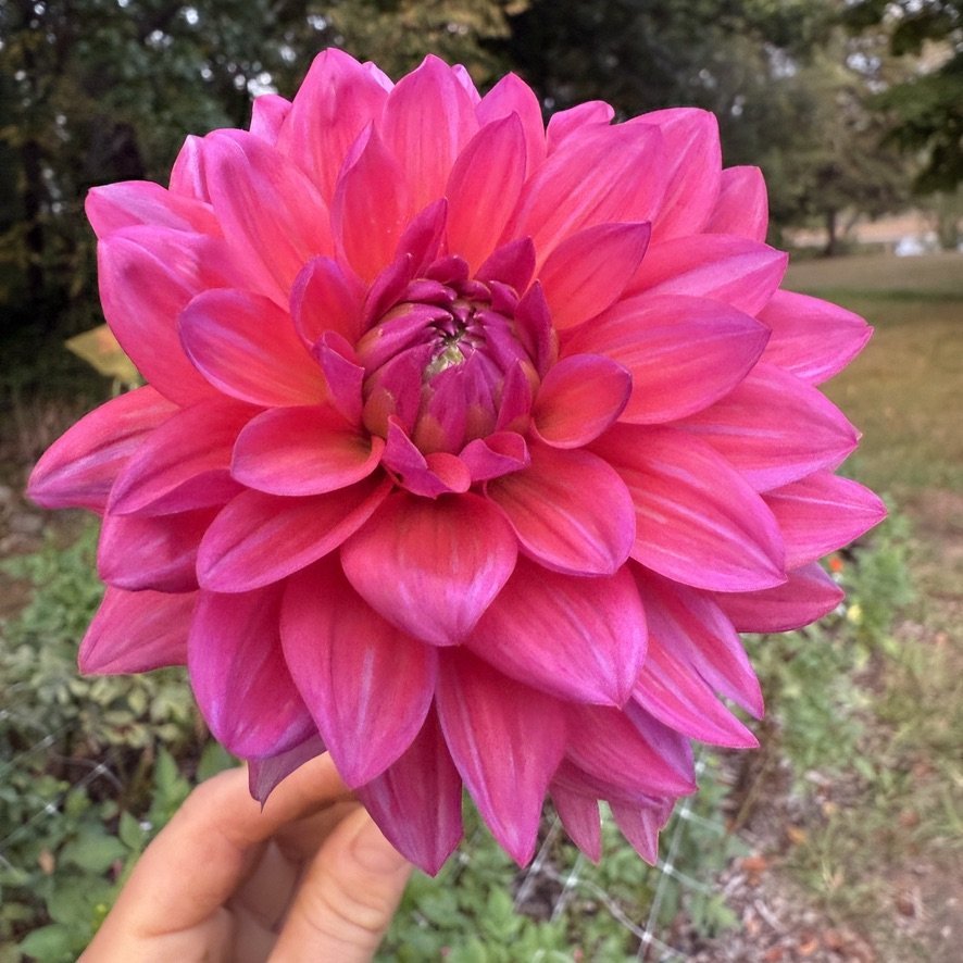 American Dawn dahlia in hand