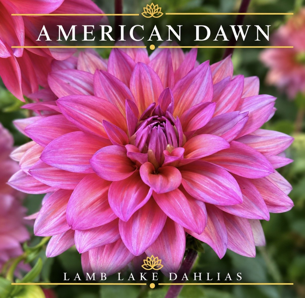 American Dawn dahlia