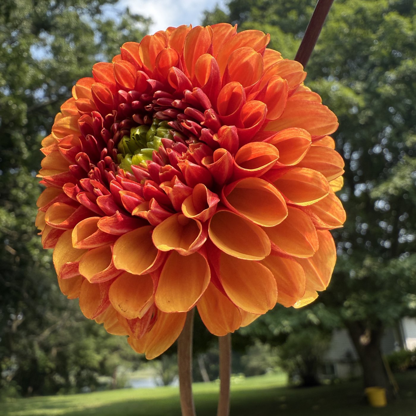 American Sunset dahlia in bloom
