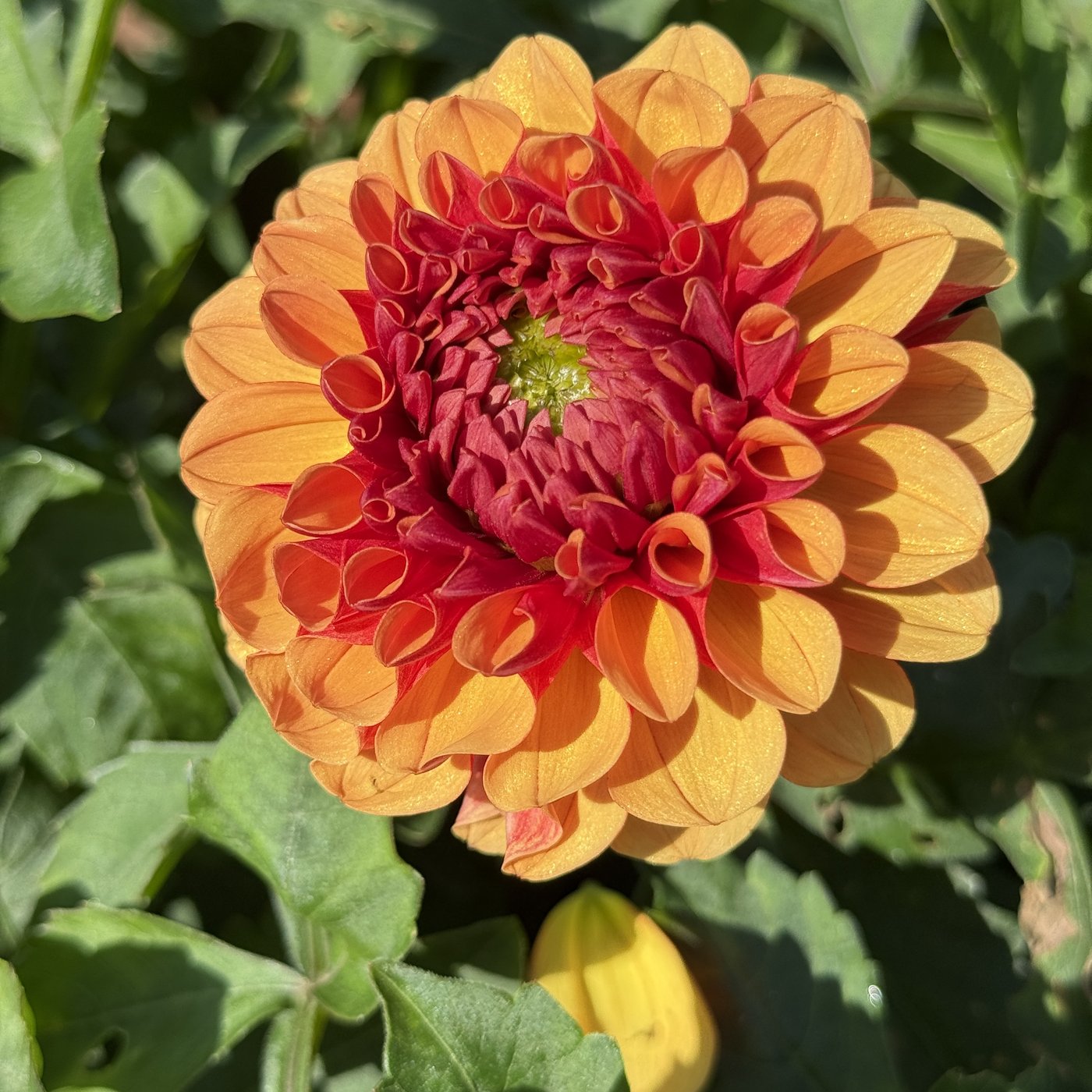 American Sunset dahlia close-up