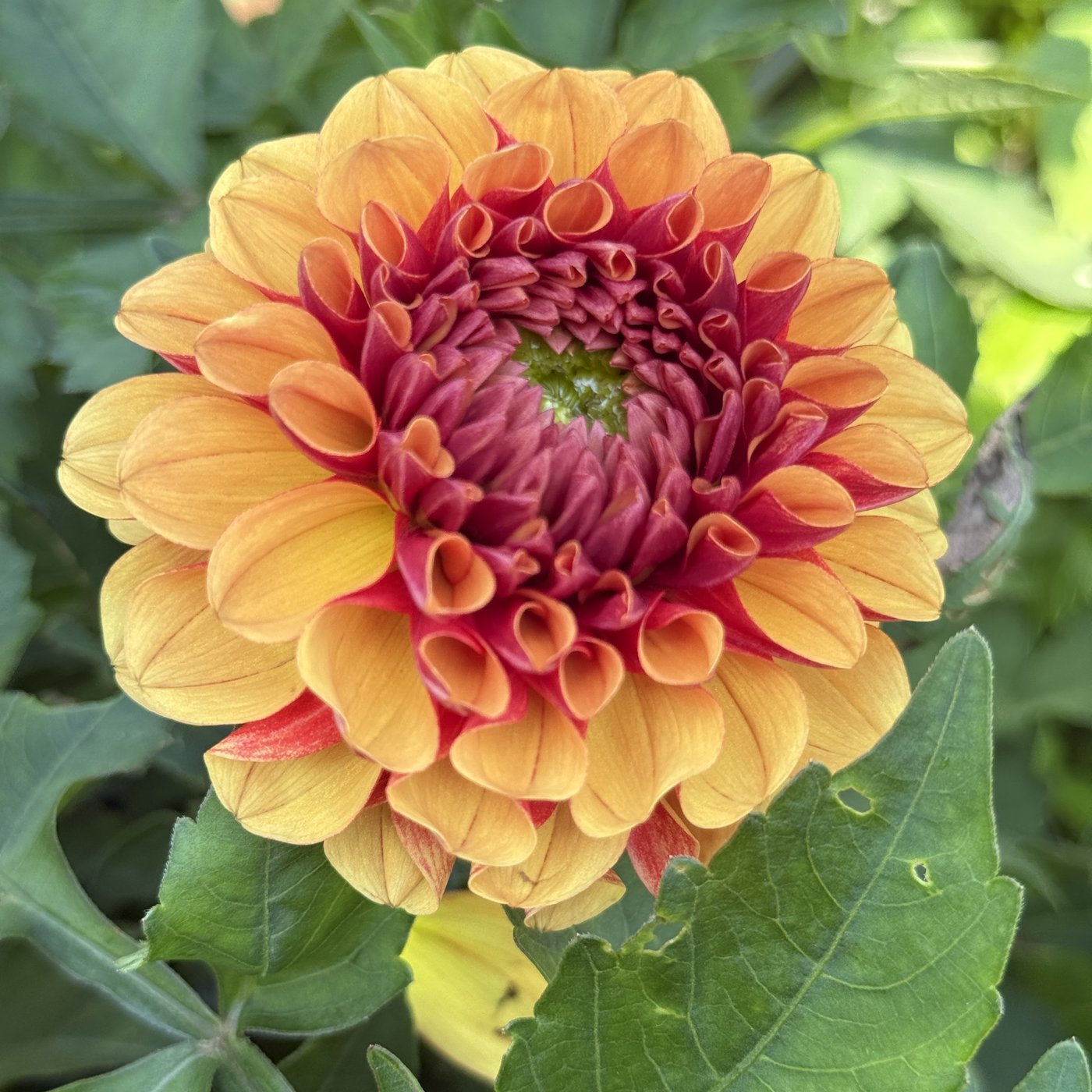 American Sunset dahlia bloom