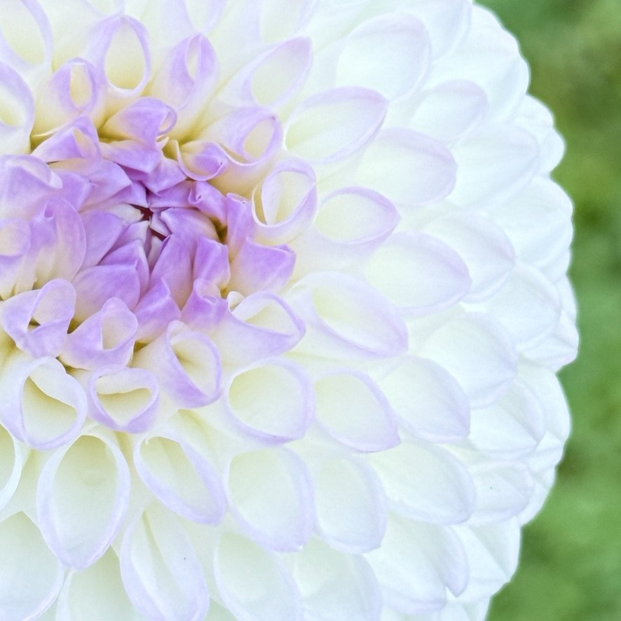 Andrea Lawson dahlia close-up