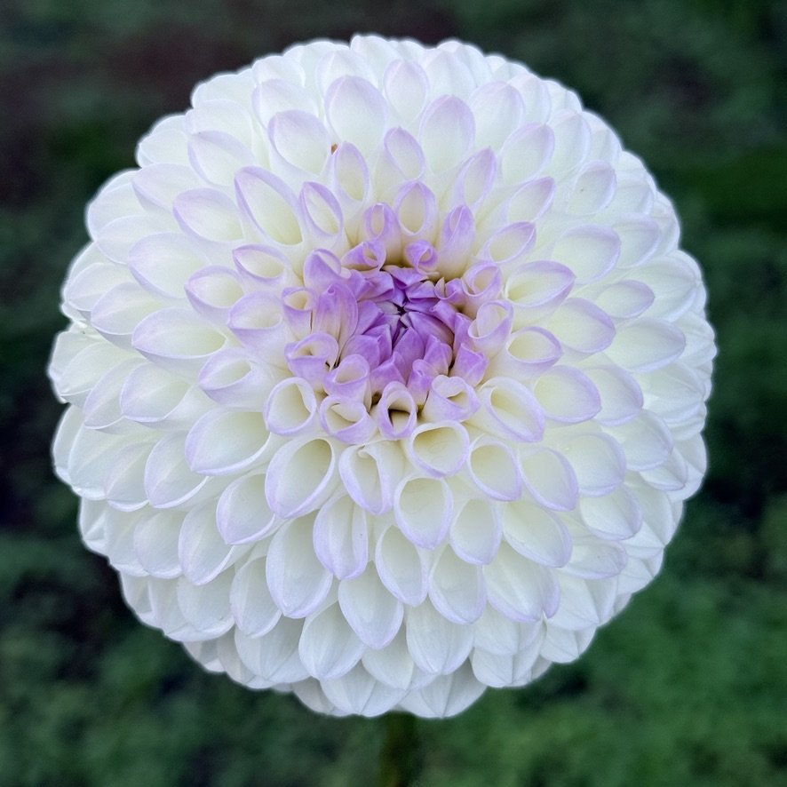 Andrea Lawson dahlia bloom