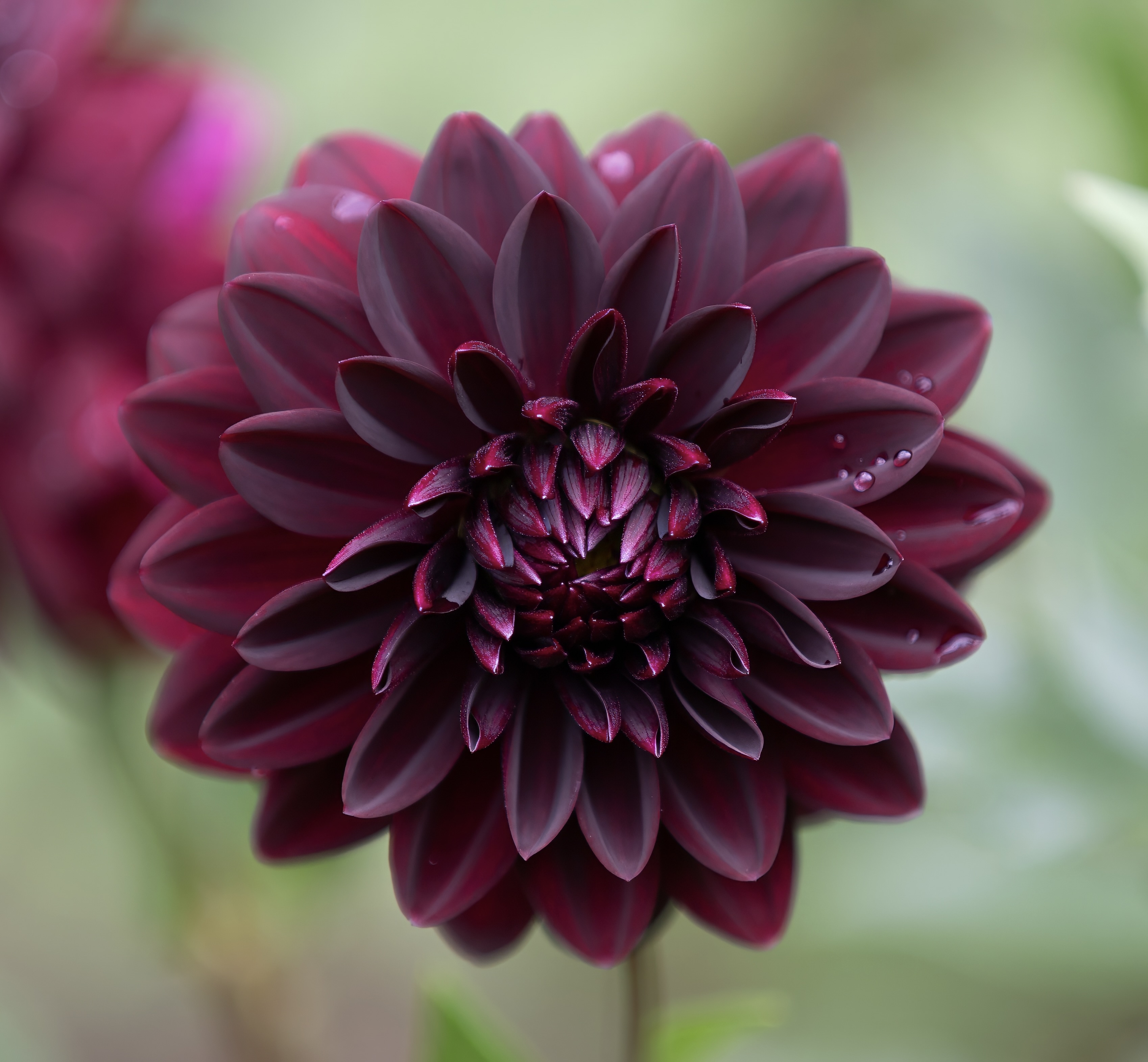 Arabian Night dahlia