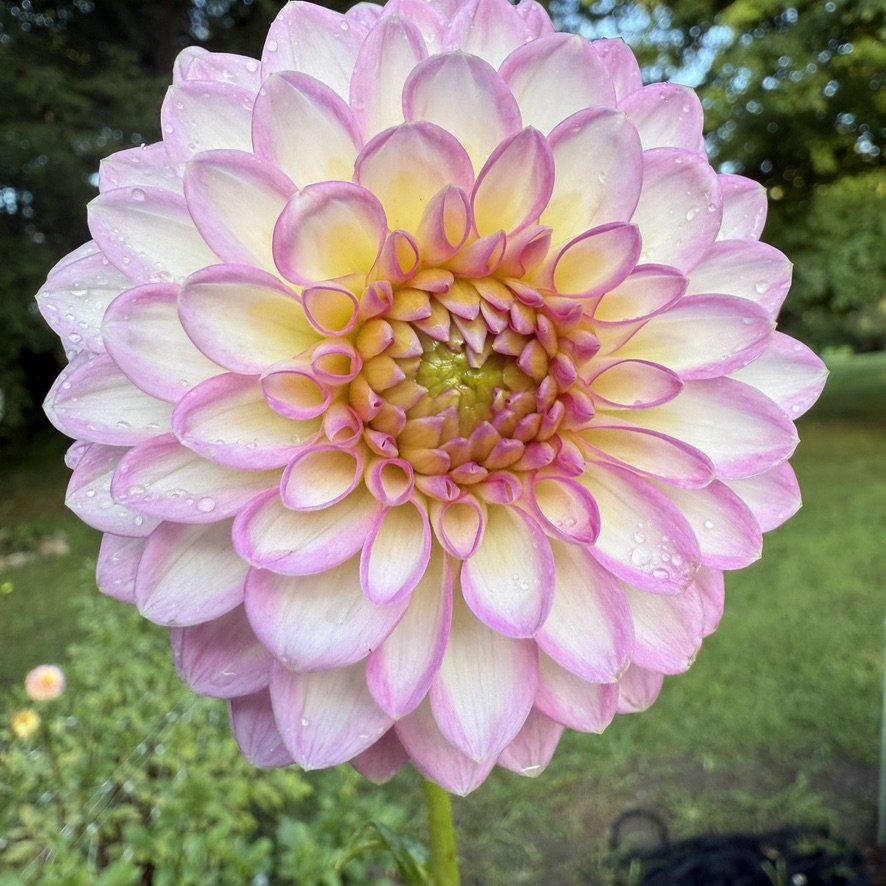 Arbatax dahlia