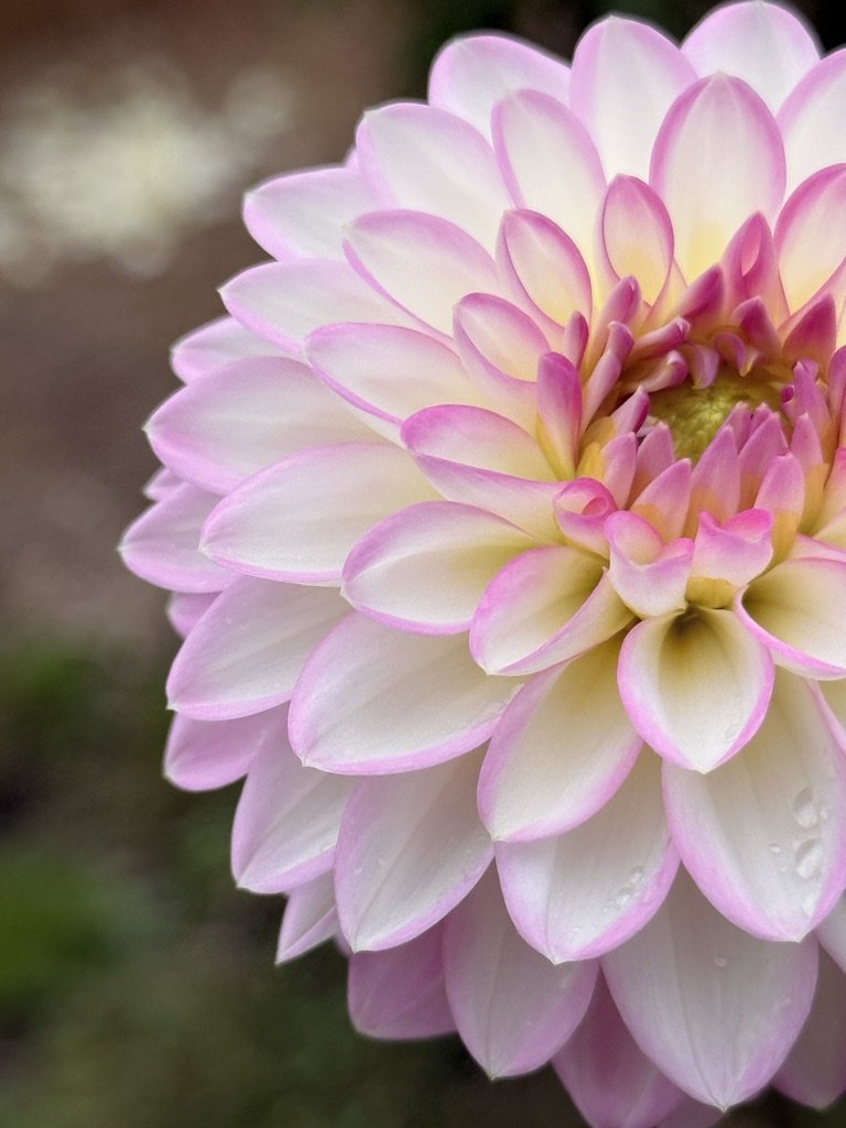 Arbatax dahlia close-up