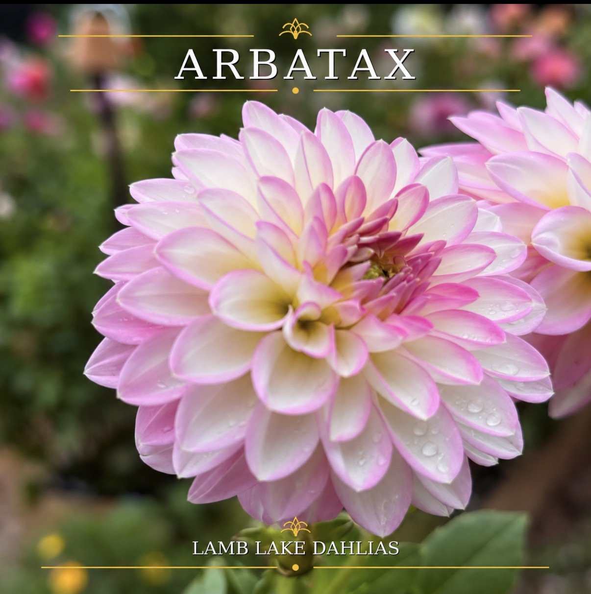 Arbatax dahlia