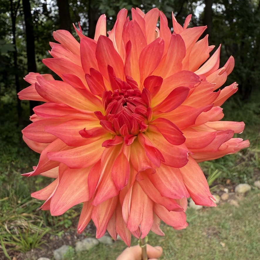 Baron Katie dahlia