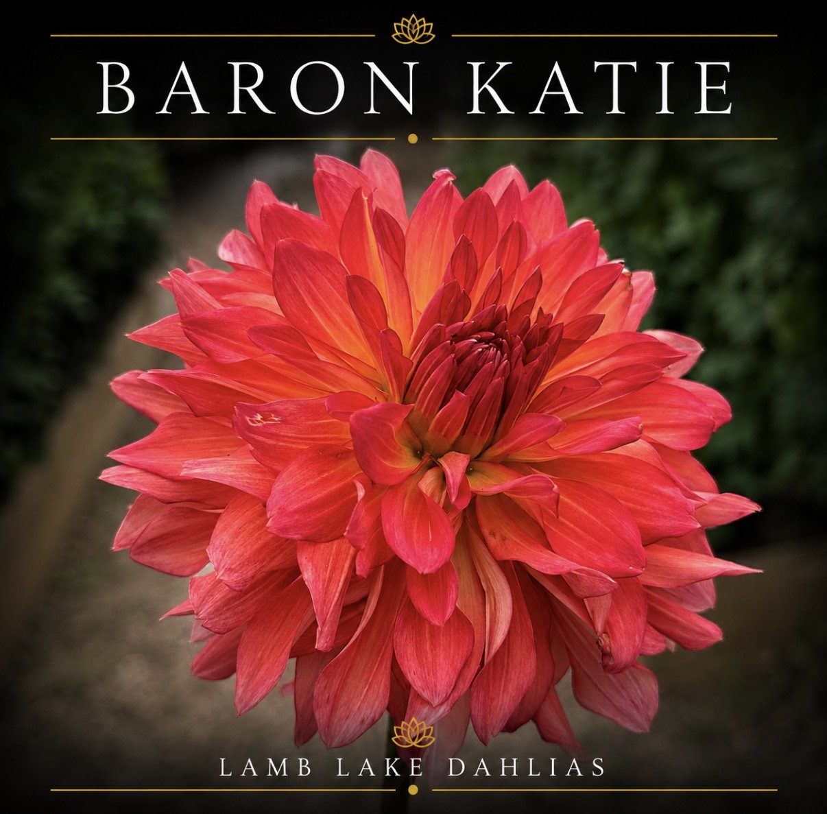 Baron Katie dahlia