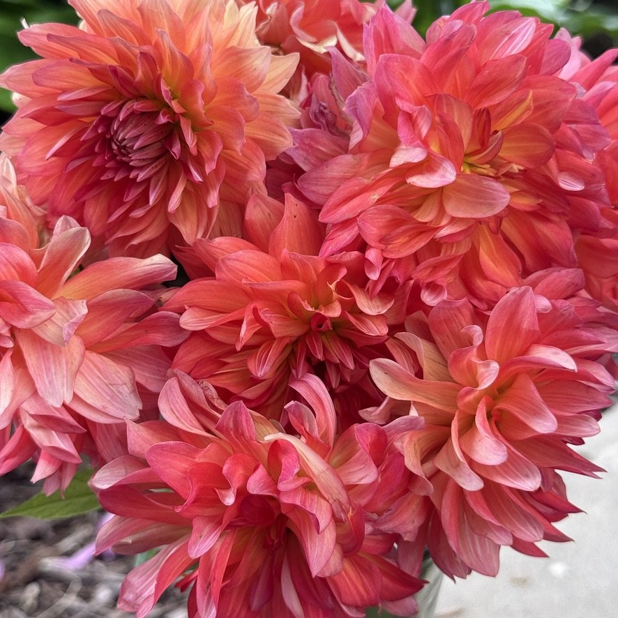 Baron Katie dahlia bouquet