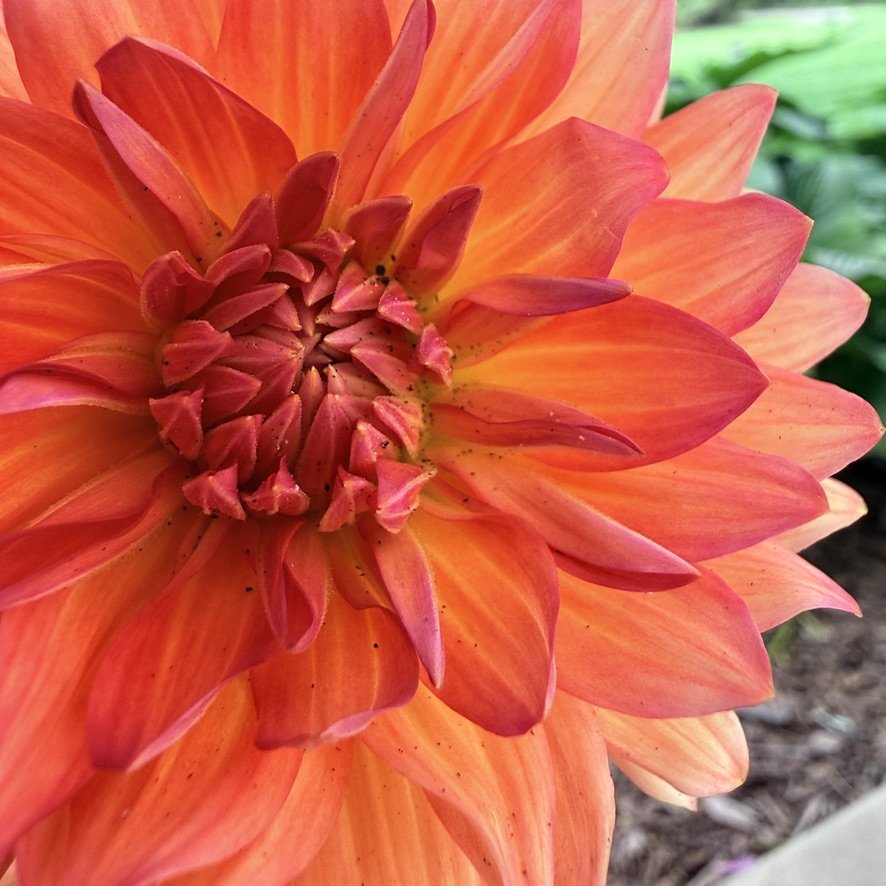 Baron Katie dahlia close-up