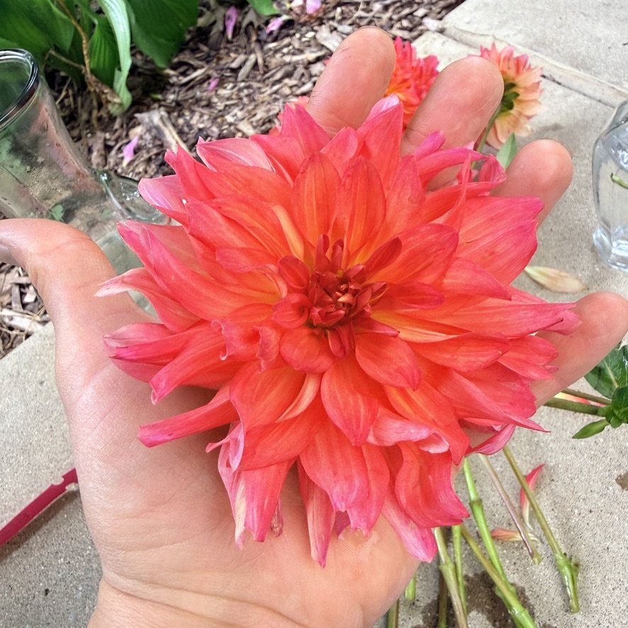 Baron Katie dahlia in hand