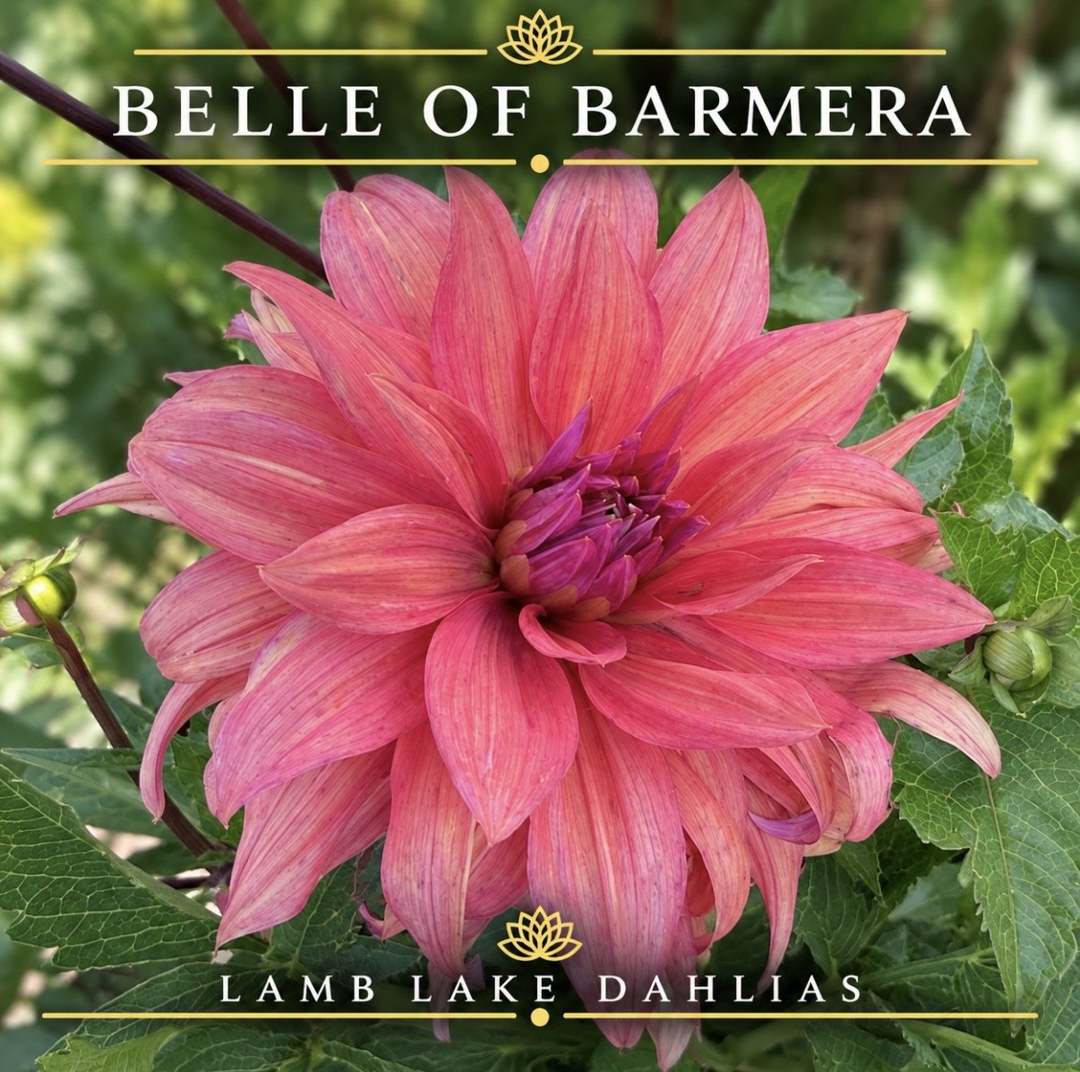 Belle of Barmera dahlia