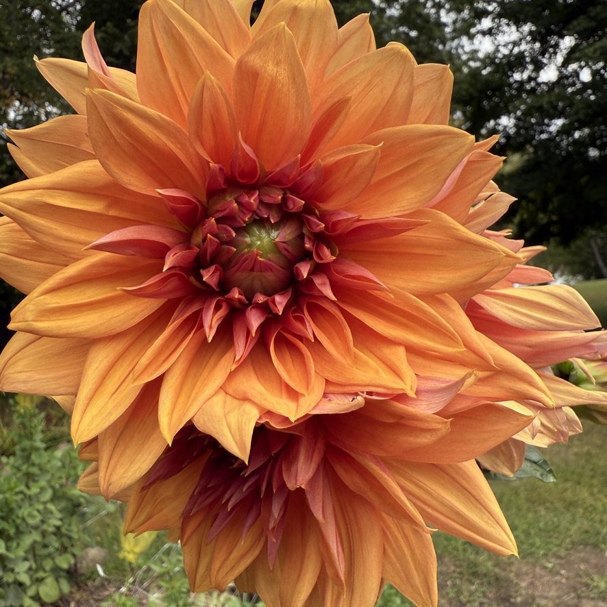Belle of Barmera dahlia in the garden