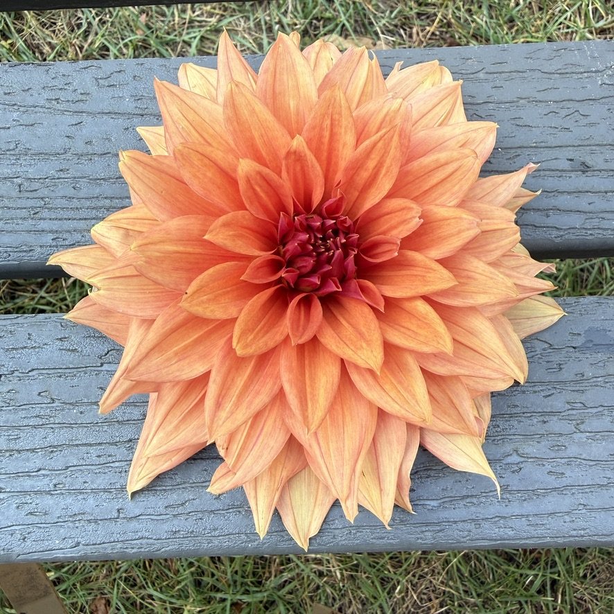Belle of Barmera dahlia freshly cut