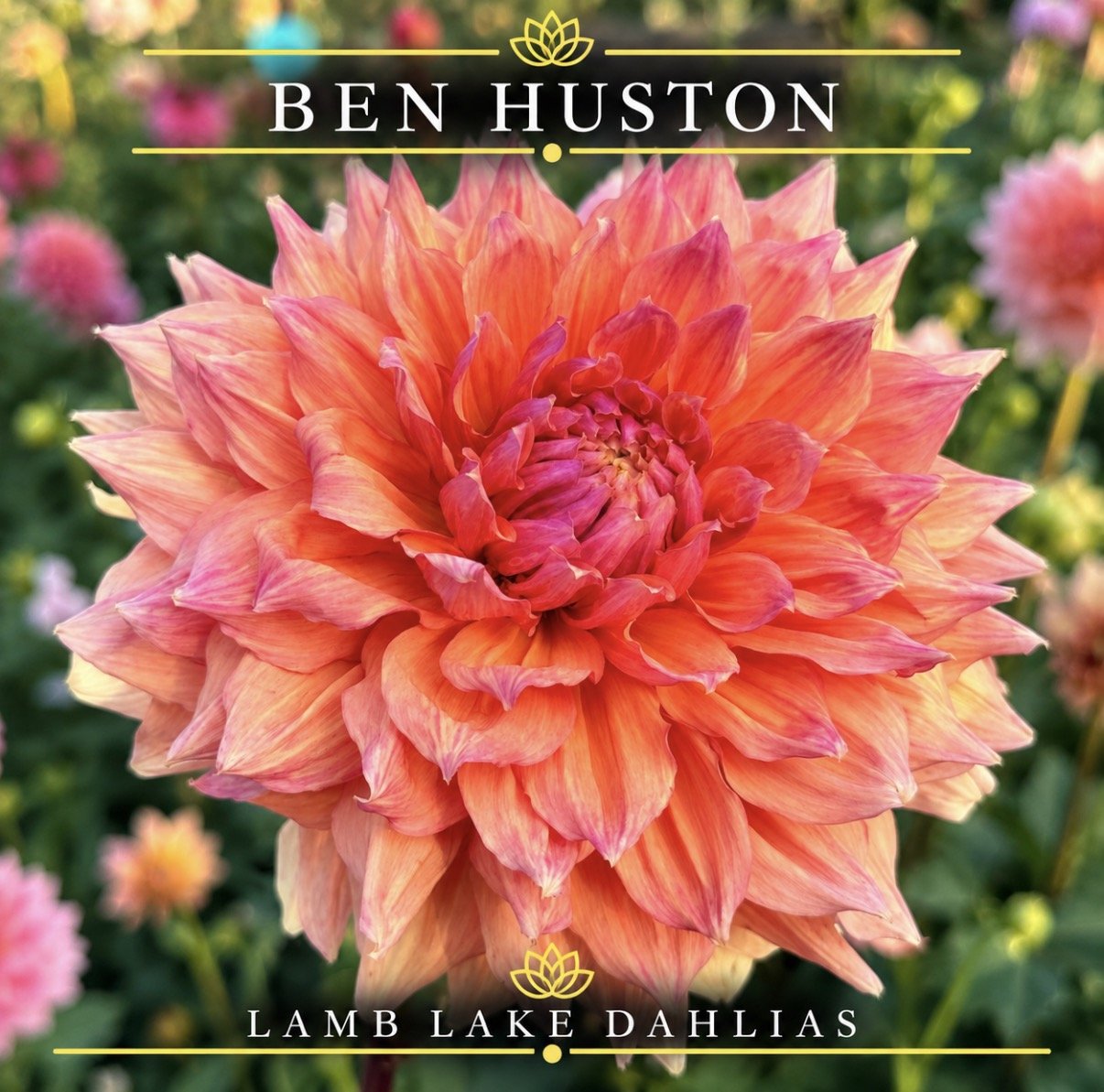 Ben Huston dahlia