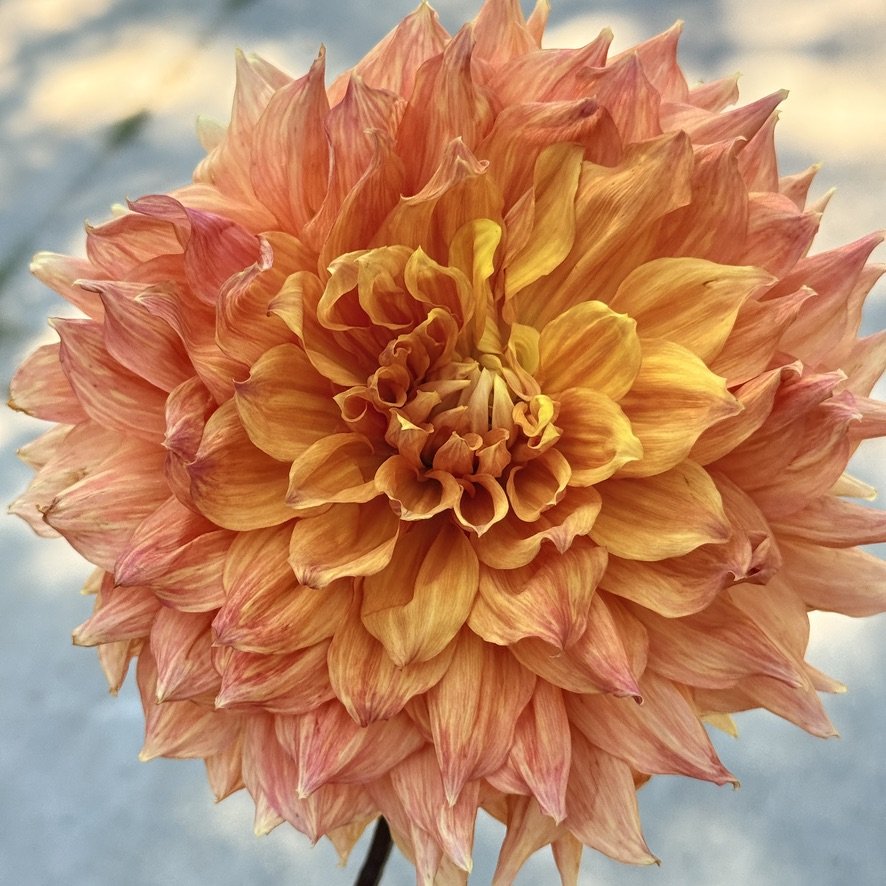 Ben Huston dahlia close-up