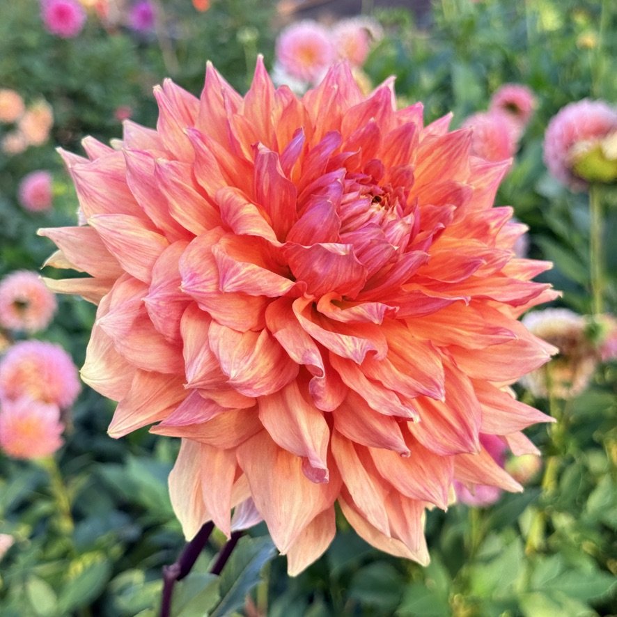 Ben Huston dahlia in the garden