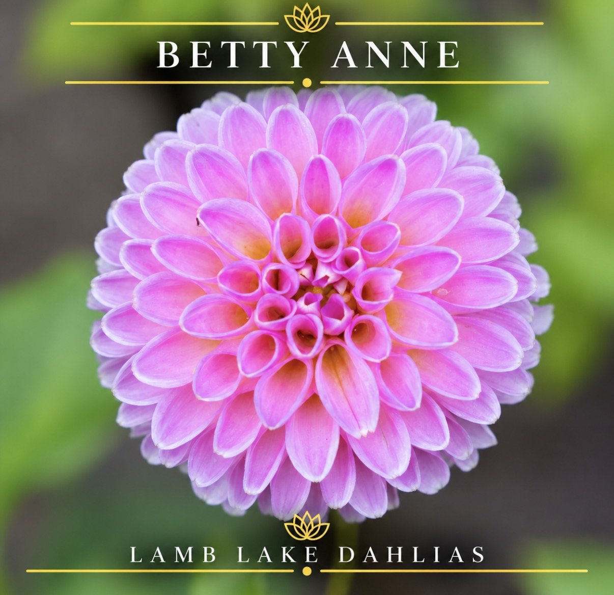 Betty Anne dahlia