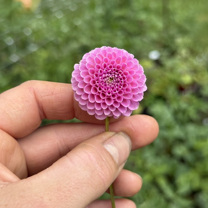 Betty Anne dahlia in hand