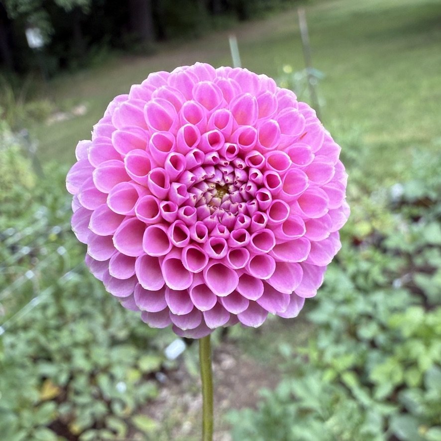 Betty Anne dahlia on the plant