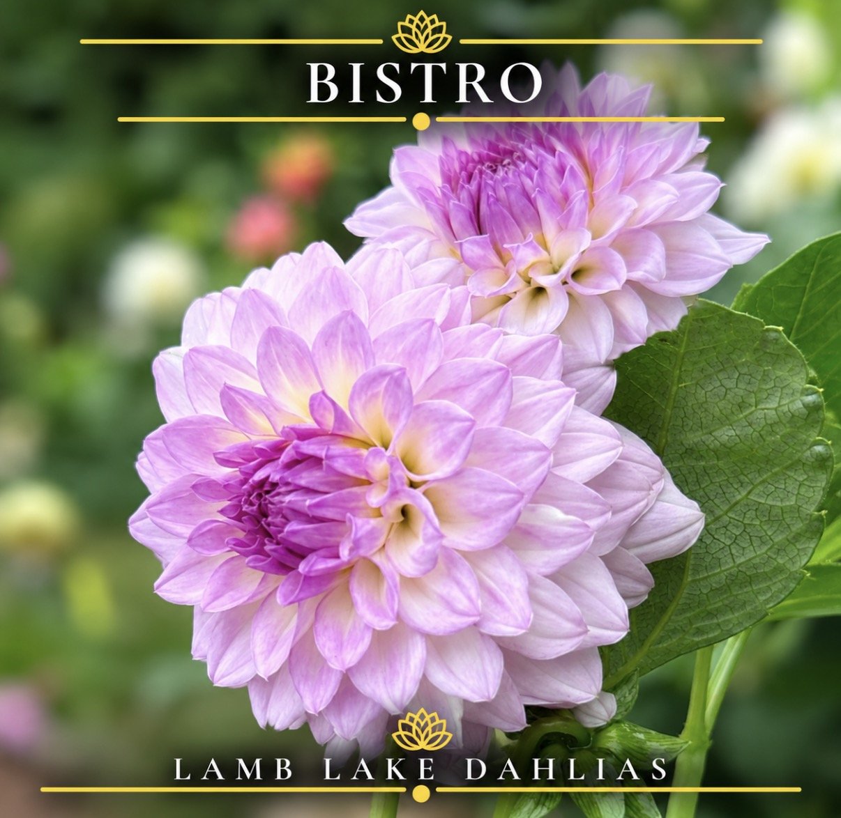 Bistro dahlia