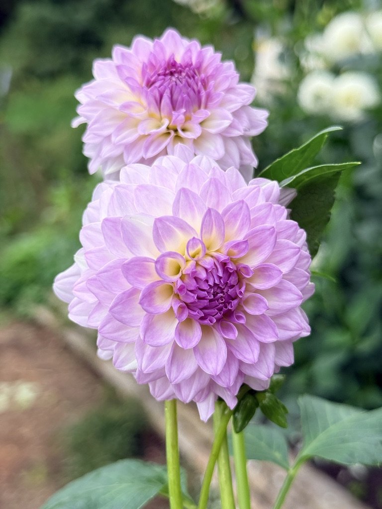 Bistro dahlia on the plant