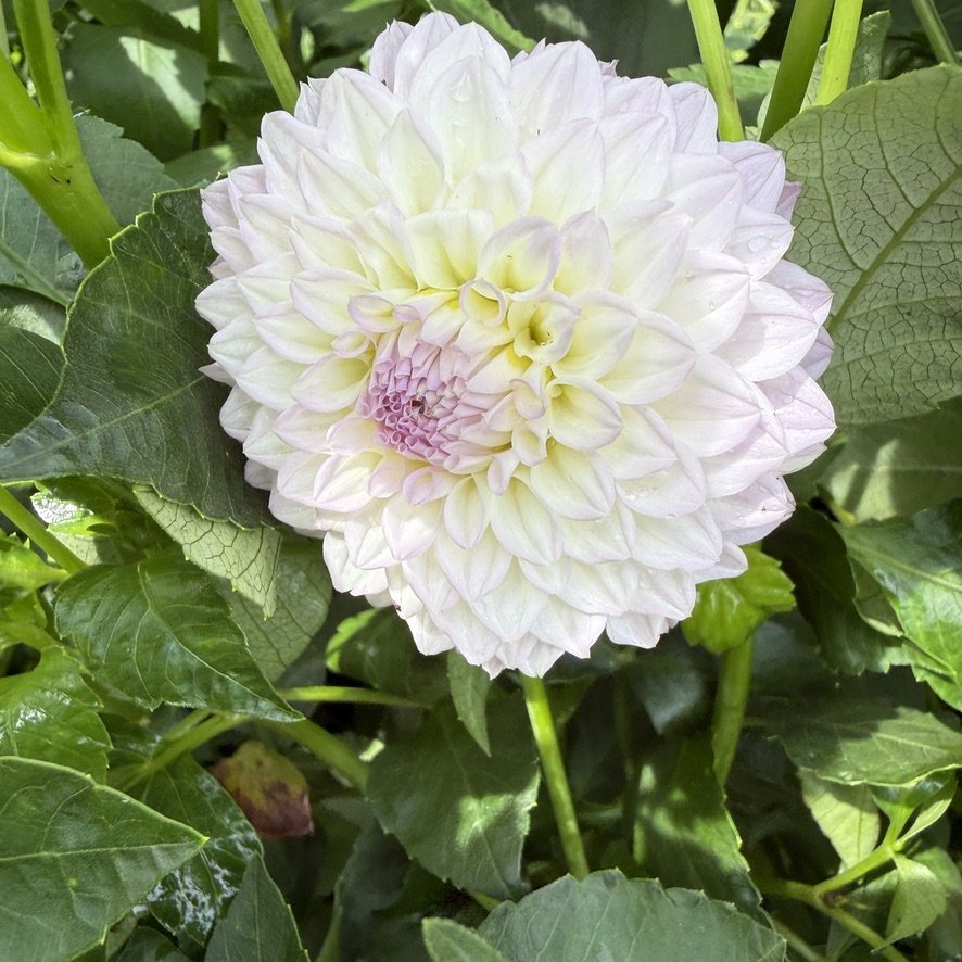 Bistro dahlia, softer white bloom