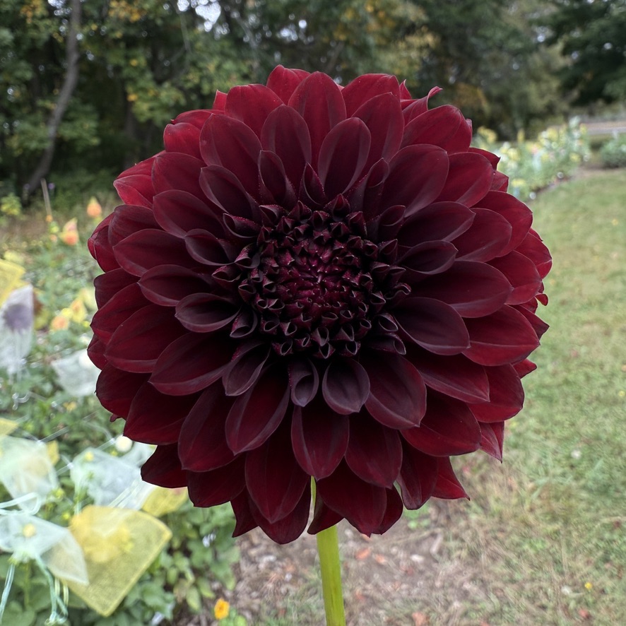 Black Satin dahlia