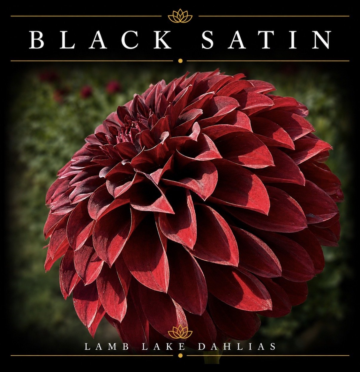 Black Satin dahlia