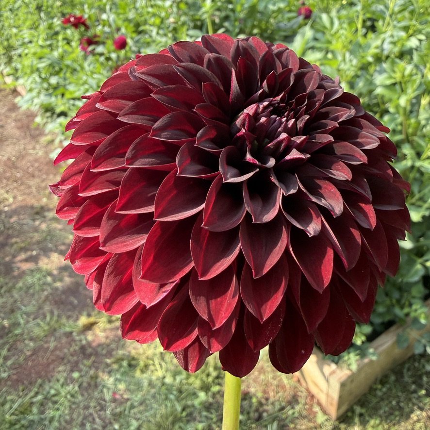 Black Satin dahlia