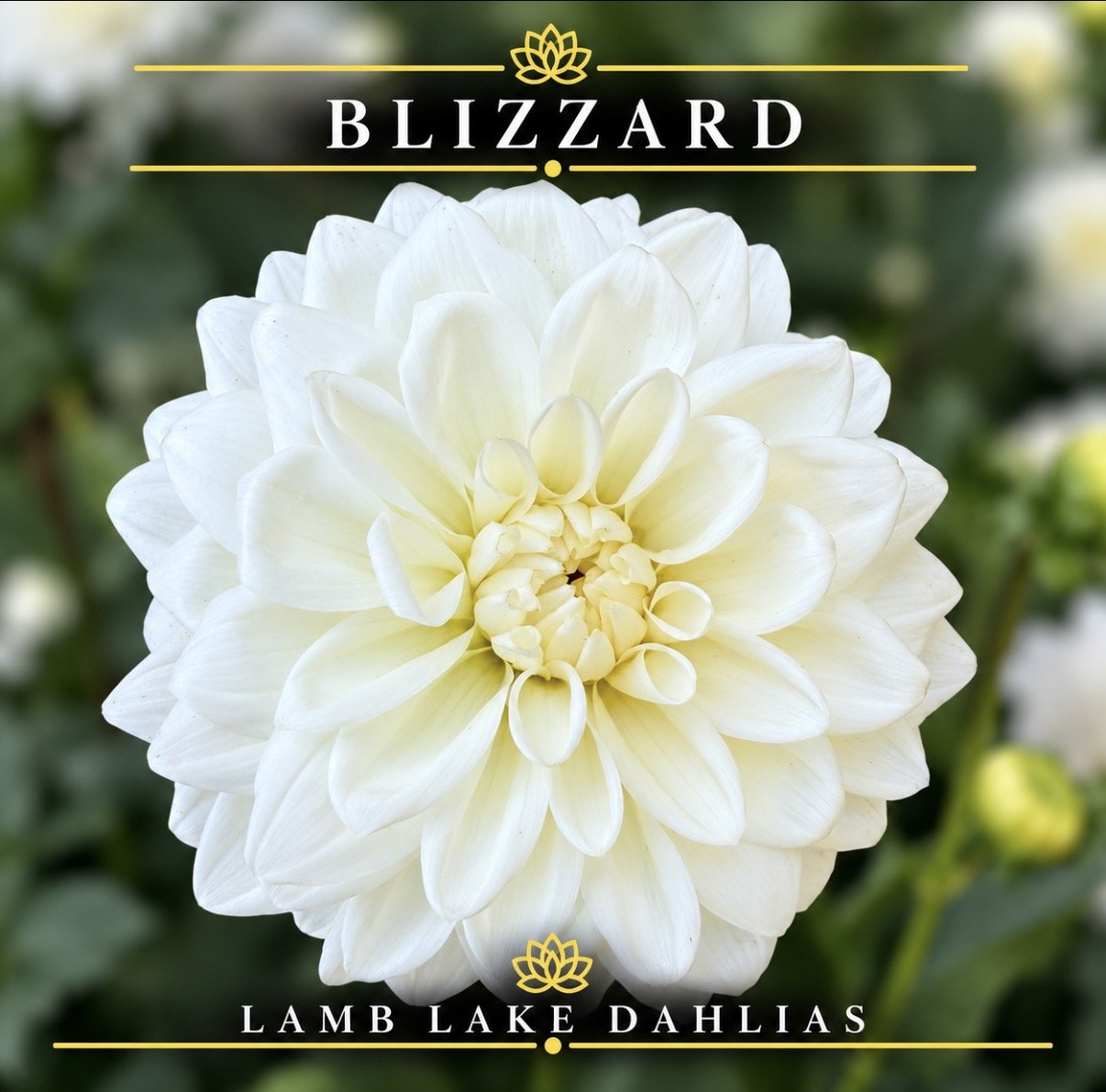 Blizzard