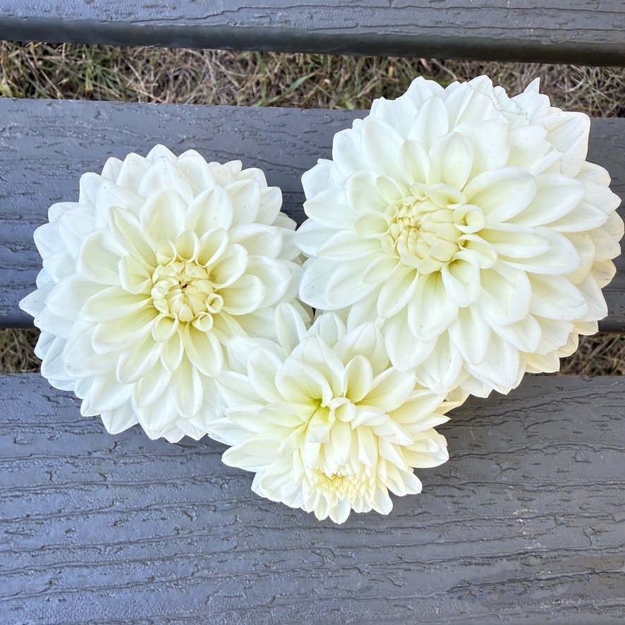 Blizzard dahlia cut blooms